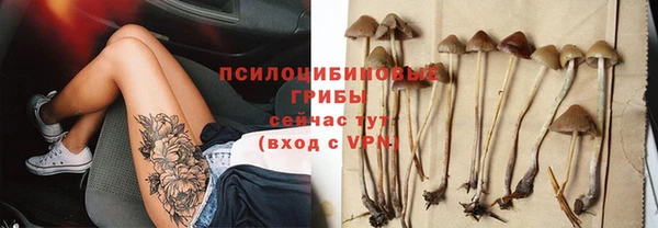 прущие грибы Алзамай